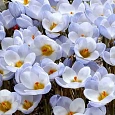 Крокус Ботанический Blue Pearl