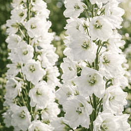 Дельфиниум   Guardian White