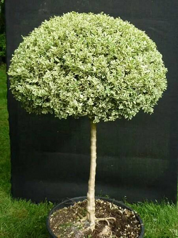 Дерен белый штамб