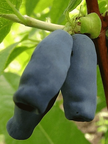 Жимолость плодовая Длинноплодная