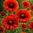 Гайлардия гибридная Burgunder
