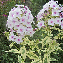 Флокс метельчатый Крем де ла Менте