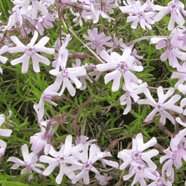 Флокс раздвоенный 'Petticoat'