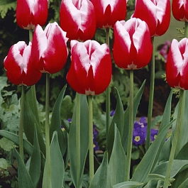 Тюльпан триумф  Leen Van Der Mark