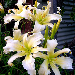 Лилейник гибридный Хевенли Эйнджел Айс НАБОР 2ШТ (1+1)