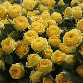 Роза спрей Luna Trendsetter