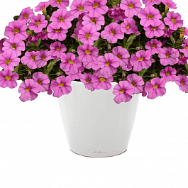 Калибрахоа Cabaret Early Light pink Eye(кашпо)