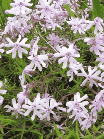 Флокс раздвоенный 'Petticoat'