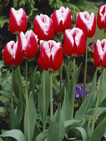 Тюльпан триумф  Leen Van Der Mark