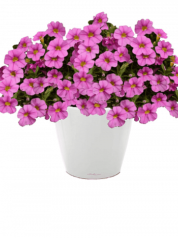 Калибрахоа Cabaret Early Light pink Eye(кашпо)