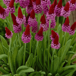 Примула Виаля Red Hot Poker