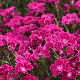 Гвоздика садовая Mountain Frost Collection Rose Bouquet