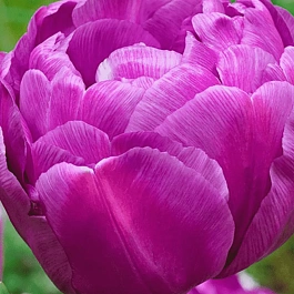 Тюльпан Purple Peony
