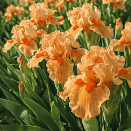 Ирис карликовый Orange Caper