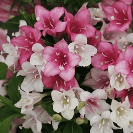 Вейгела цветущая Marjorie