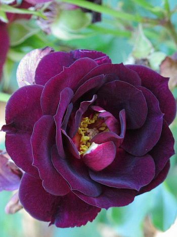 Роза парковая Миднайт Блю