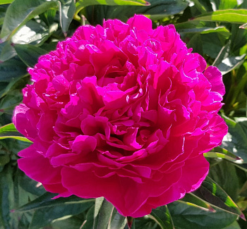 Пион травянистый Авис Варнер