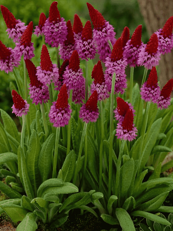 Примула Виаля Red Hot Poker