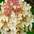 Гортензия метельчатая Pandria