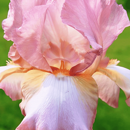 Ирис германский Pink Horizon