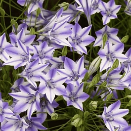 Трителия Rudy