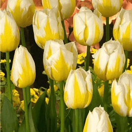 Тюльпан триумф Flaming Coquette