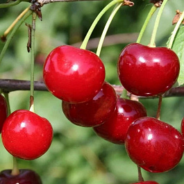 Вишня обыкновенная Краса Севера (Дюк)