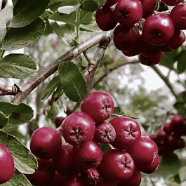 Рябина сладкоплодная Десертная