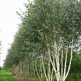 Береза полезная Жакмана