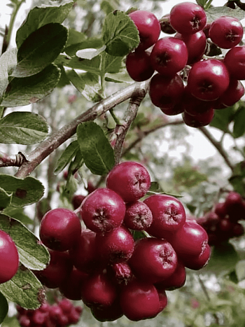 Рябина сладкоплодная Десертная