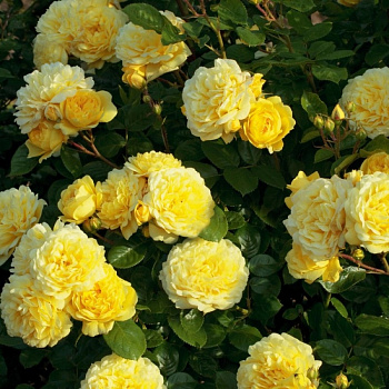 Роза парковая Анни Дюпрей