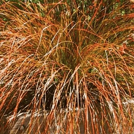 Осока кирпичная Prairie Fire