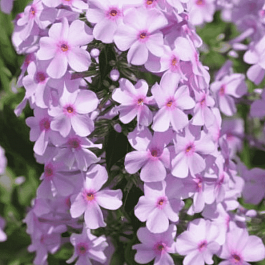 Флокс пятнистый Alpha