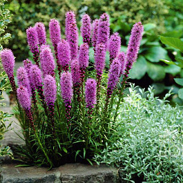 Лиатрис колосковый Кобольд