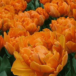 Тюльпан Махровый Monte Orange