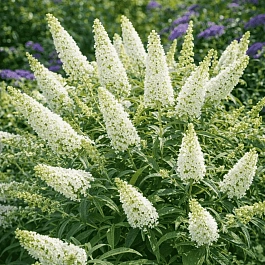 Буддлея давида  White Chip