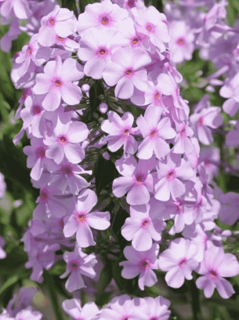 Флокс пятнистый Alpha