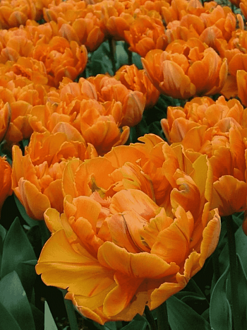 Тюльпан Махровый Monte Orange