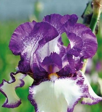 Ирис бородатый Биг Бразер Ирис бородатый Биг Бразер