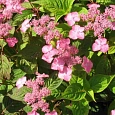 Гортензия пильчатая Avelroz