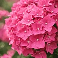 Гортензия Macrophylla pink