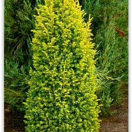 Можжевельник suecica  aurea