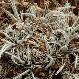 Ожика улофиловая