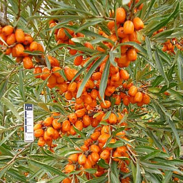 Облепиха Чечек