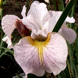 Ирис сибирский Лемон Вейл