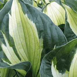 Хоста  гибридная Colored Hulk