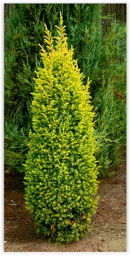 Можжевельник suecica  aurea