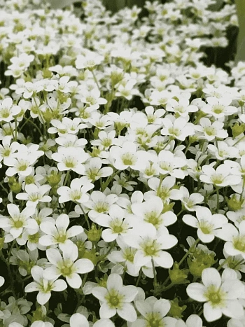 Камнеломка Арендса Schneeteppich