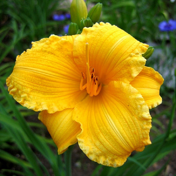 Лилейник гибридный Техас Санлайт НАБОР 2ШТ (1+1)