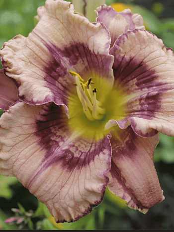 Лилейник Get Jiggy